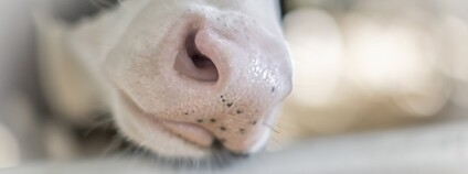 Foto: Depositphotos